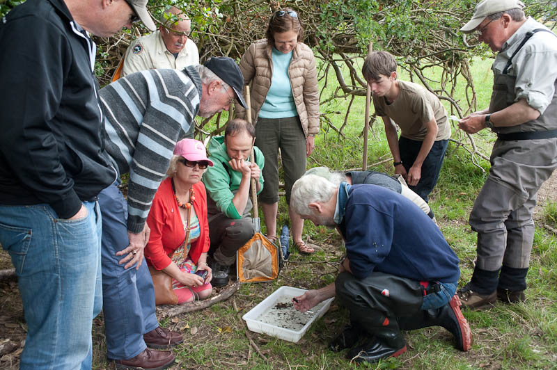 Examining a tray of macroinvertebrates during the Killyleagh demonstration.